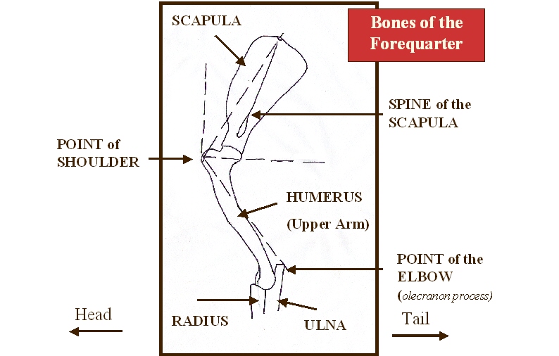 forequarter bones