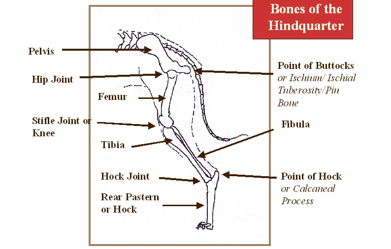 bones of the hindquarter