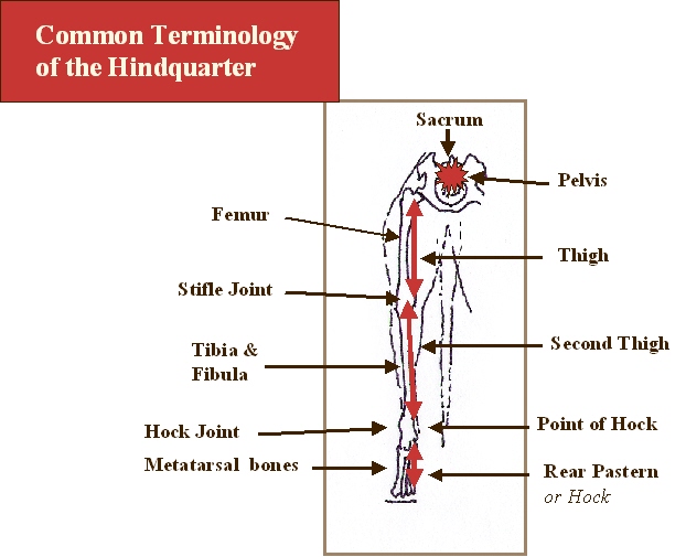 hindquarter terms