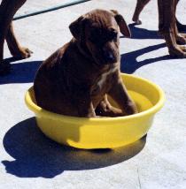 puppy in the food bowl