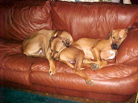 dogs on the couch