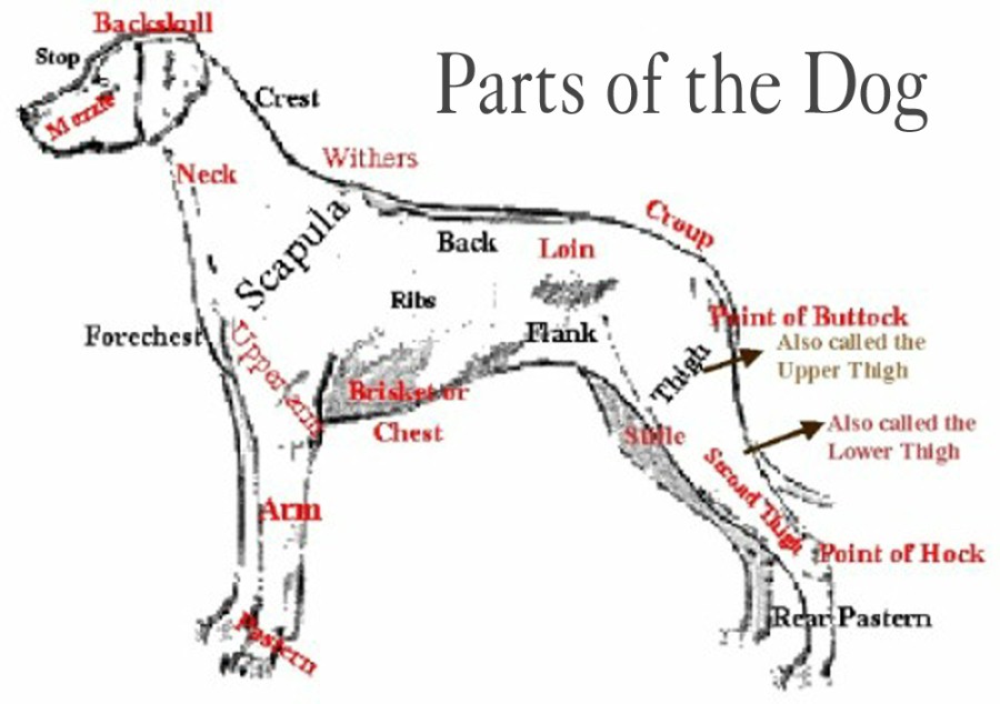 parts of the dog
