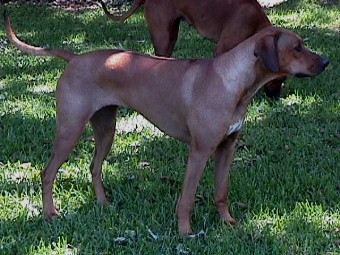 how much should i feed my rhodesian ridgeback